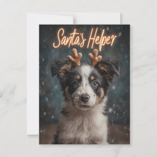 Carte Postale Adorable Bordure Collie Puppy comme Père Noël Help