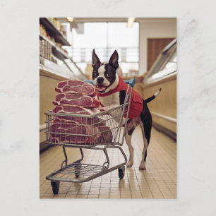 Carte Postale Adorable Boston Terrier Shopping Pour La Viande