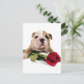 Carte Postale Adorable Brown et blanc Bulldog avec fleur rouge (Debout devant)