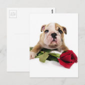 Carte Postale Adorable Brown et blanc Bulldog avec fleur rouge (Devant / Derrière)