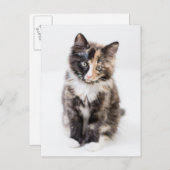 Carte Postale Adorable Calico Kitten (Devant / Derrière)