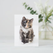 Carte Postale Adorable Calico Kitten (Debout devant)