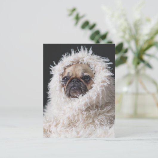 Carte Postale adorable Carlin chiot chien mignon (Debout devant)