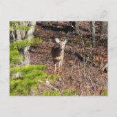 Carte Postale Adorable Cerf dans les Bois Photographie de la nat (Devant)