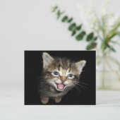 Carte Postale Adorable Chat de chaton de chaton de chaton (Debout devant)