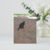 Carte Postale adorable chat noir errant (Debout devant)