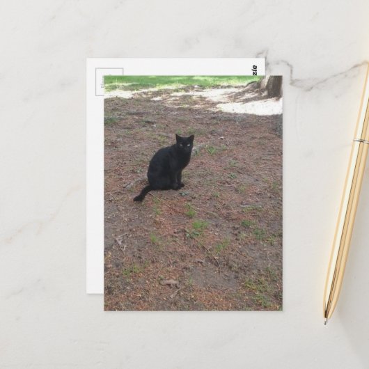 Carte Postale adorable chat noir errant (Devant/Arrière en situation)