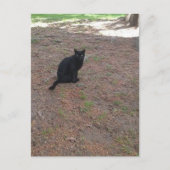 Carte Postale adorable chat noir errant (Devant)