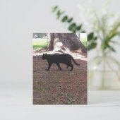Carte Postale adorable chat noir errant (Debout devant)