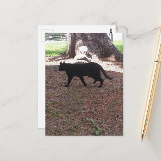 Carte Postale adorable chat noir errant (Devant/Arrière en situation)
