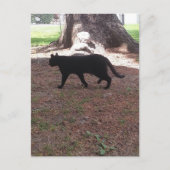 Carte Postale adorable chat noir errant (Devant)