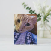 Carte Postale Adorable chat roux endormi (Debout devant)