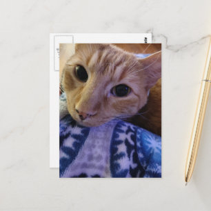 Carte Postale Adorable chat roux endormi