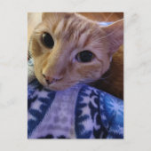 Carte Postale Adorable chat roux endormi (Devant)