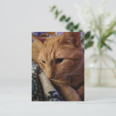 Carte Postale Adorable chat roux endormi (Debout devant)