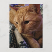Carte Postale Adorable chat roux endormi (Devant)