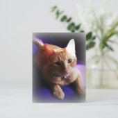 Carte Postale Adorable chat roux tabby sur un canapé violet (Debout devant)