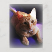 Carte Postale Adorable chat roux tabby sur un canapé violet (Devant)