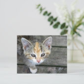 Carte Postale adorable chaton (Debout devant)