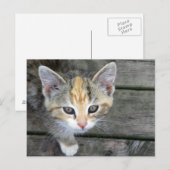 Carte Postale adorable chaton (Devant / Derrière)