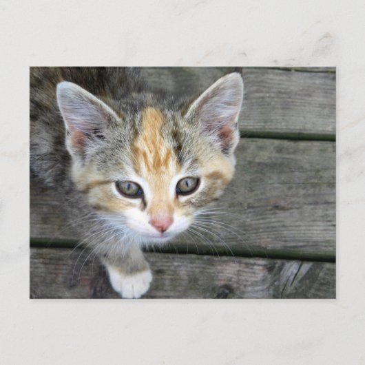 Carte Postale adorable chaton (Devant)