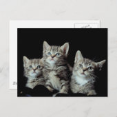 Carte Postale Adorable chatons (Devant / Derrière)