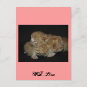 Carte Postale Adorable Chatons Persan Nouveau-Né