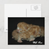 Carte Postale Adorable Chatons Persan Nouveau-Né (Devant / Derrière)