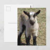 Carte Postale adorable chèvre de bébé (Devant / Derrière)