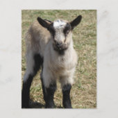 Carte Postale adorable chèvre de bébé (Devant)