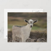 Carte Postale Adorable chèvre d'enfant (Devant / Derrière)