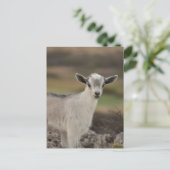 Carte Postale Adorable chèvre d'enfant (Debout devant)