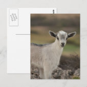 Carte Postale Adorable chèvre d'enfant (Devant / Derrière)