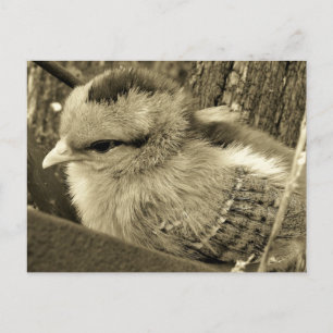 Carte Postale Adorable Chick Jouer dans le jardin