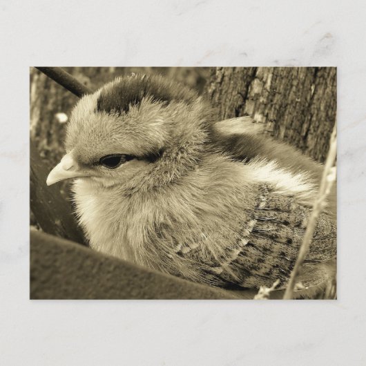 Carte Postale Adorable Chick Jouer dans le jardin (Devant)