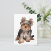 Carte Postale adorable chiot (Debout devant)