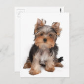 Carte Postale adorable chiot (Devant / Derrière)