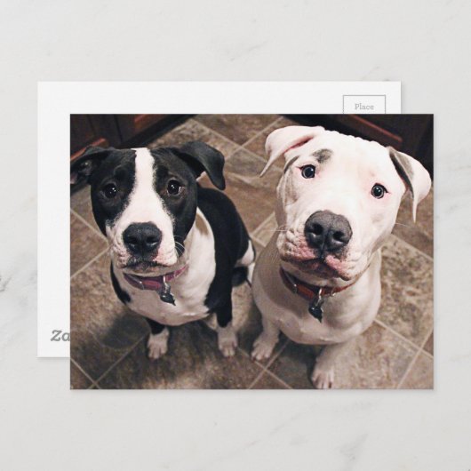 Carte Postale adorable chiot chien (Devant / Derrière)