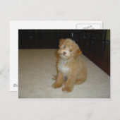 Carte Postale Adorable chiot Schnoodle (Devant / Derrière)