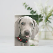 Carte Postale adorable chiot weimaraner (Debout devant)