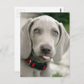 Carte Postale adorable chiot weimaraner (Devant / Derrière)