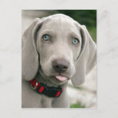 Carte Postale adorable chiot weimaraner (Devant)