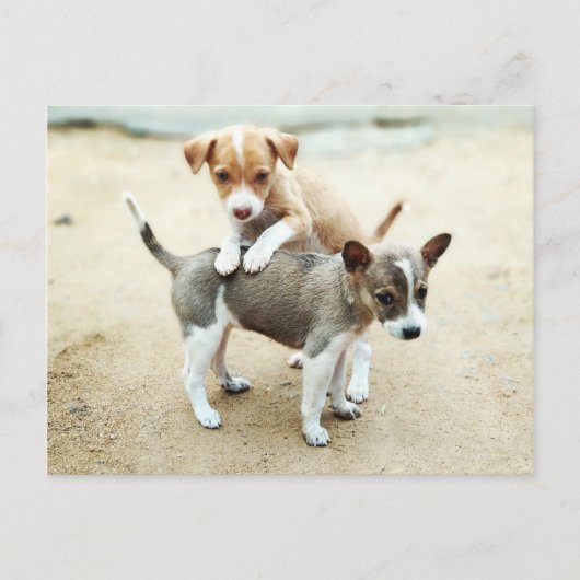 Carte Postale Adorable Chiots jouant sur la plage (Devant)