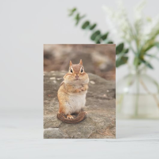 Carte postale adorable Chipmunk (Debout devant)