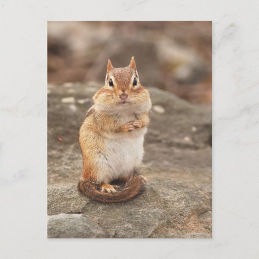 Carte postale adorable Chipmunk (Devant)