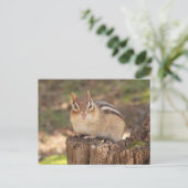 Carte Postale Adorable chipmunk enceinte (Debout devant)