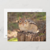 Carte Postale Adorable chipmunk enceinte (Devant / Derrière)
