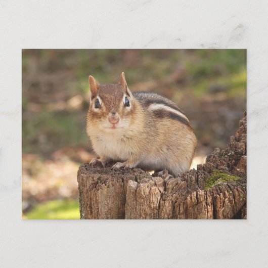 Carte Postale Adorable chipmunk enceinte (Devant)