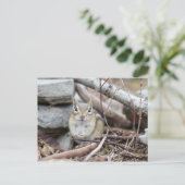 Carte Postale Adorable Chipmunk souriant (Debout devant)