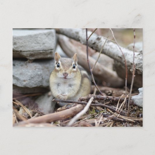 Carte Postale Adorable Chipmunk souriant (Devant)